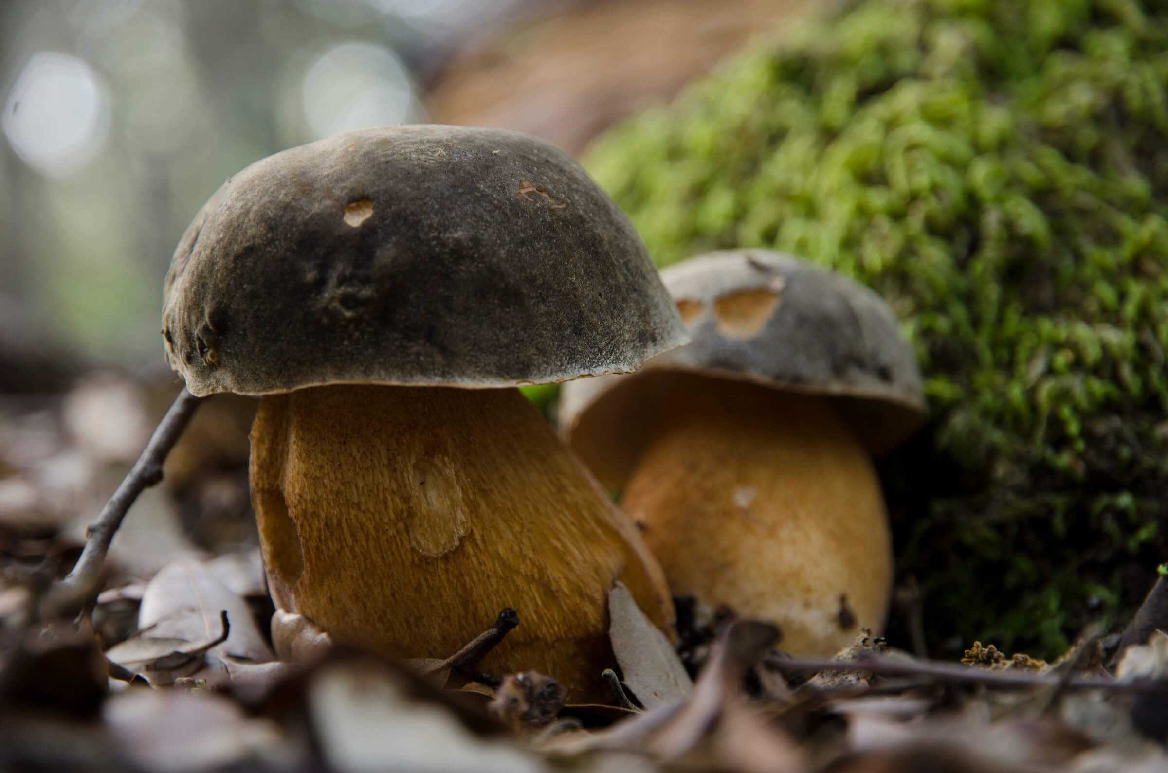 Guía del Boletus Aereus: El Diamante Negro del Bosque
