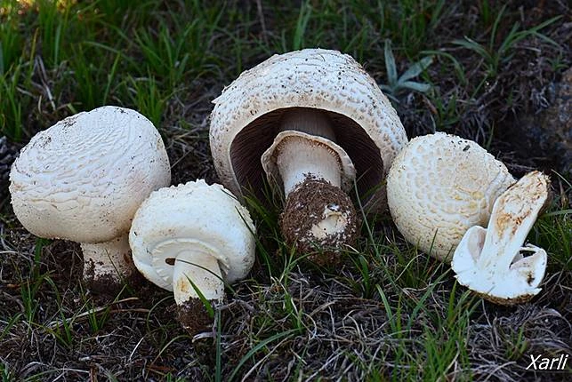 Guía Completa del Agaricus macrosporus: El Champiñón Gigante de Pradera