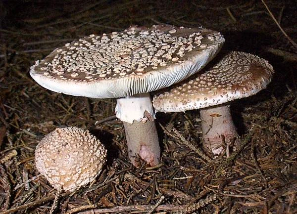 Guía Completa de la Amanita rubescens: La Oronja Vinosa que se Sonroja