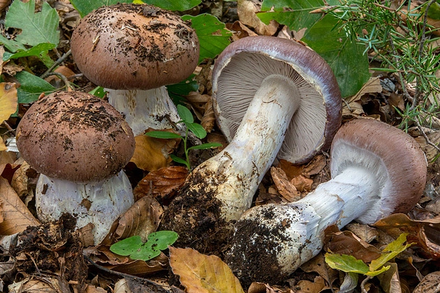Cortinarius praestans: Guía Completa del Gigante Comestible del Bosque