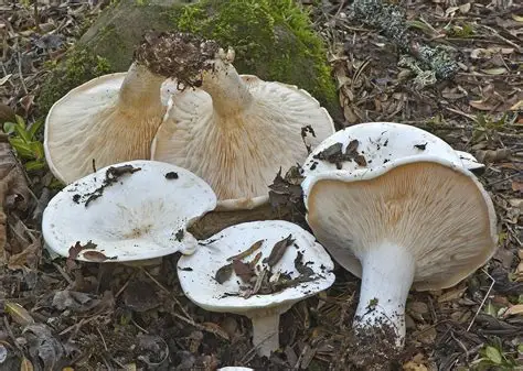 Guía Completa de Aspropaxillus candidus: El Gigante Blanco Comestible
