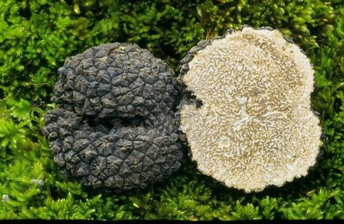 Tuber aestivum: La Guía Completa de la Trufa de Verano
