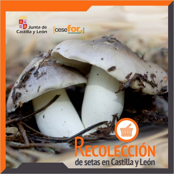 Portada folleto informativo Recolección de setas en Castilla y León