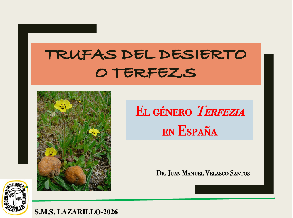 Presentación introducción a las Trufas del Desierto (Género Terfezia)